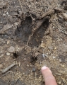 Zaschlé bahno na těžkou technikou rozježděné cestě uchovává mnoho zvířecích stop. Tuto zanechal jelen či laň v klusu.