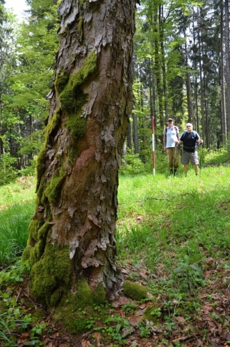 Platan s odlupující se kůrou zdobí vrcholovou plošinu.