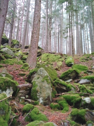 keltský les