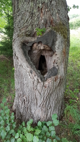 Tenhle strom sice není vrbou, ale vojáci pohraniční stráže se do něho vymluvit klidně mohli.