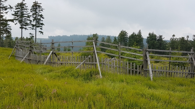 Vrchol Jedlové je bezlesí. Jako většina vrcholů Šumavy. Kůrovec spolu s experimentem NP Šumava přinesl své ovoce. Tedy spíš šišky, které nemocný les hustě plodí před svojí zkázou.