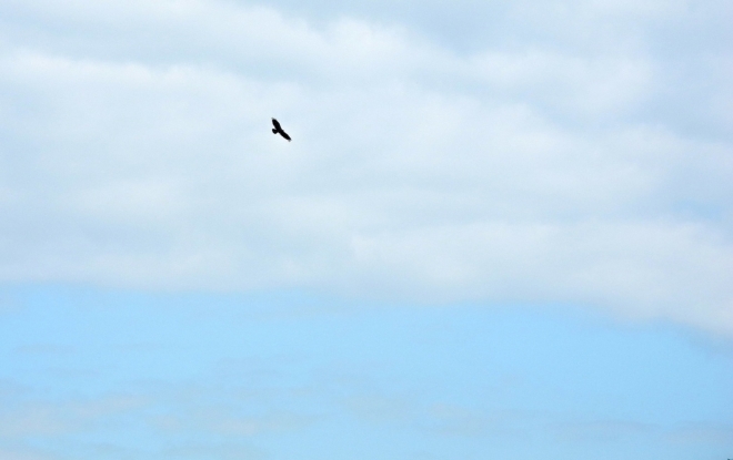 Orel monitoruje svým ostrým zrakem krajinu pod sebou a užívá si volnost, kterou mohou vnímat pouze ptáci.