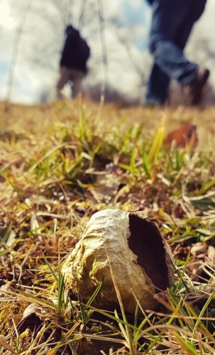 Pýchavka přeživší zimu.