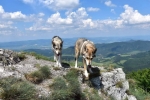 Slovenský Vápeč.