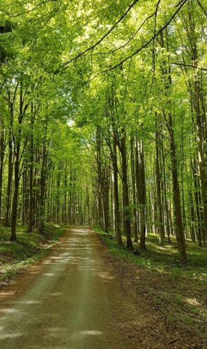 Bučinou k Blanici - cesta Prasečí houštiny.