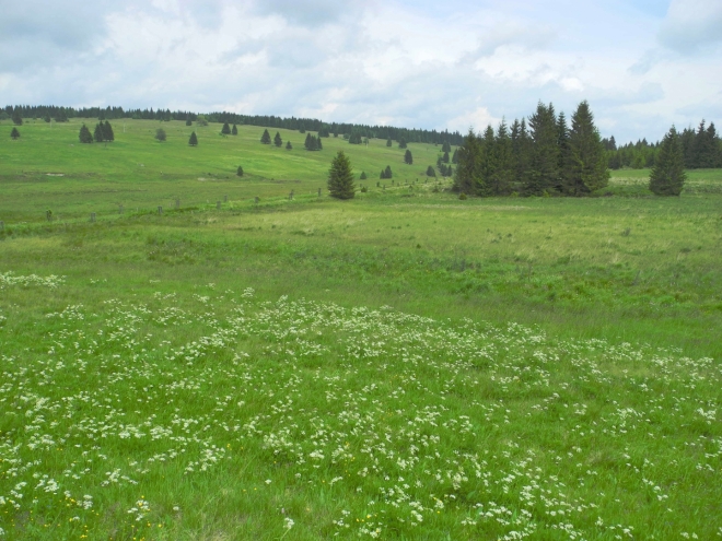 PP Přebuzské rašeliniště u Rolavy.