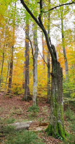 Bučiny. 