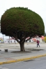 Punta Arenas, centrum