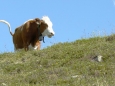 Kráva alpská