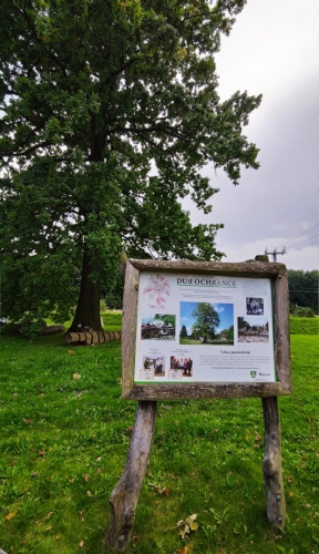 Víska - dub ochránce Višňové, kterou zasáhla v roce 2010 tisíciletá voda. 