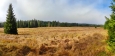 Panorama louky u Javoří Pily. 