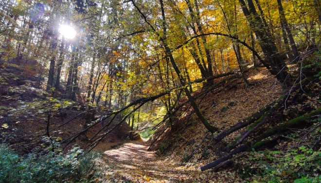 Kočičina... 