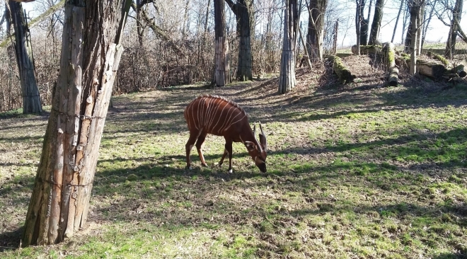 Bongo horský. 