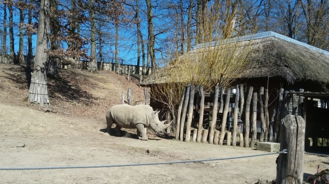 Výběh nosorožců tuponosých jižních. 