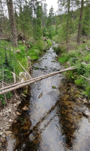 Rosenauerův potok. 