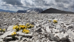 Ve výšce téměř 3 000 m již toho moc nevyroste. 