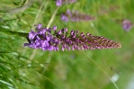 Orchideje. 