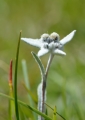 Plesnivec alpský. 