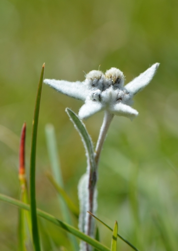 Plesnivec alpský. 