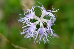 Chrpa alpská. 
