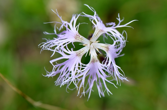 Chrpa alpská. 