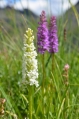 Bílou variantu orchideje jsem našel jedinou. 