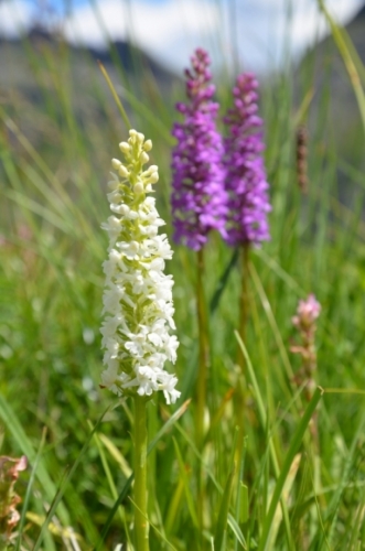 Bílou variantu orchideje jsem našel jedinou. 