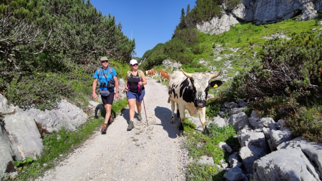 Planina Gjaldu moc trávy skotu nenabídne. Nejšťavnatější sousta jsou hned u cesty. 