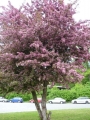 Strom v květnu