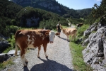 Dachstein.. 