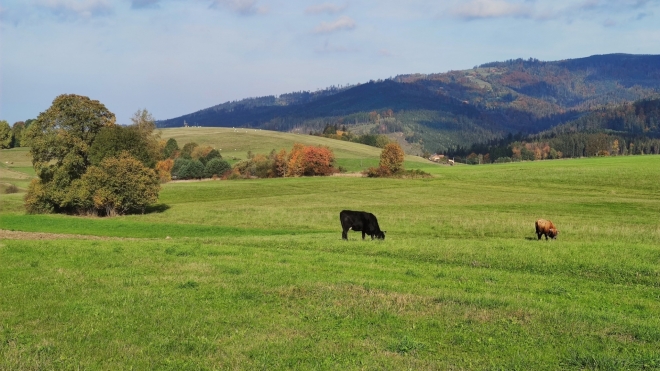 Již na polské straně leží Kyčera (990 m n. m.). 