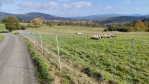 Projíždíme krajinu, kde momentálně řádí vlčí smečka. Přes sto jen letos zadávných a roztrhaných ovcí o tom svědčí. Bačové před vlky chrání svá stáda, ale jde to vůbec? Když jsme šli k hranici, slyšeli jsme ránu z dělbuchu, kterými se zde snaží vlky zaplašit.