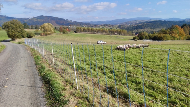 Projíždíme krajinu, kde momentálně řádí vlčí smečka. Přes sto jen letos zadávných a roztrhaných ovcí o tom svědčí. Bačové před vlky chrání svá stáda, ale jde to vůbec? Když jsme šli k hranici, slyšeli jsme ránu z dělbuchu, kterými se zde snaží vlky zaplašit.