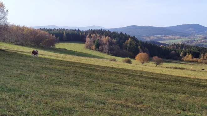 Na pastvině u Ktišky. 