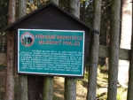 I uvnitř Boubínské obory je menší prales - Milešovský a my hned za ním slyšíme první jelení vyřvávání. Je to zatím z velké dálky, ale i tak má Špagetka nahnáno.