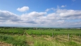 Vinice u Šatova.
