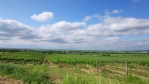 Vinice u Šatova.