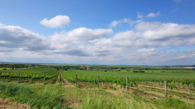Vinice u Šatova.