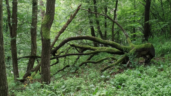Chobotnice lesní. 