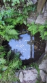 Studánka u pramenu Vltavy. 