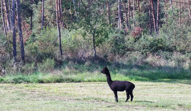 Lama nad Švastalovo Lhotou. 