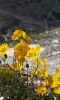 Vlčí mák, zde v horách žlutý.