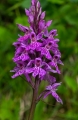 Orchidej.