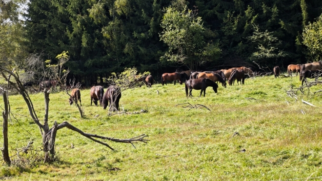 Javorový vrch.