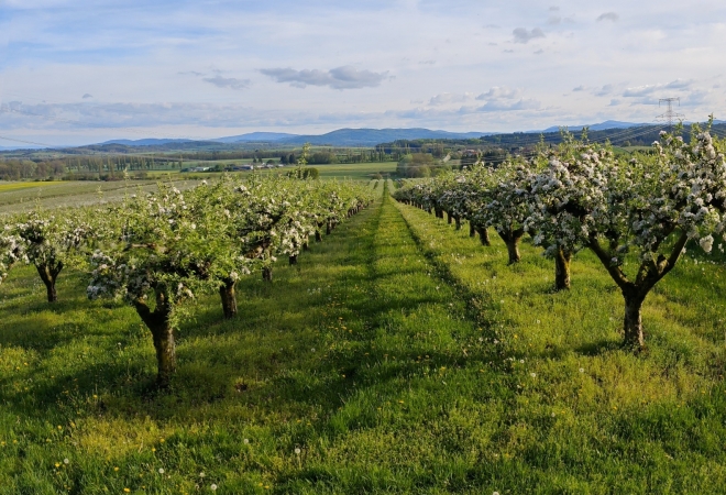 Ovocné sady nad Malovicemi.