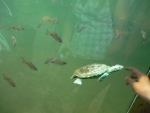 Rybičky se želvičkou