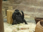 Gorilí otec