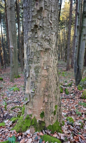 Ještě zbylo několik platanů, které kdysi lemovaly křížovou cestu.