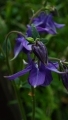 Alpinum...