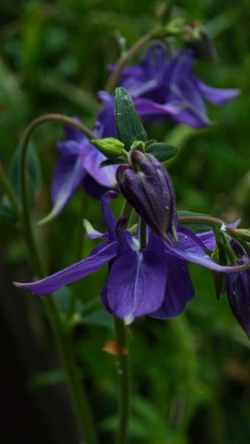 Alpinum...